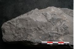 Foto (Detailansicht) von Sphenopteris haidingeri Ettingshausen (NHMW-GEO-2024-0188-10810)